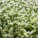 Annual White Limonium Flowers