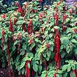 Love Lies Bleeding Flower seed