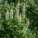 Lupine Noble Maiden Plants