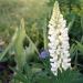 Lupine Noble Maiden Flower Seeds