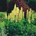 Lupine Chandelier Wildflowers