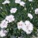 Dianthus Deltoides White