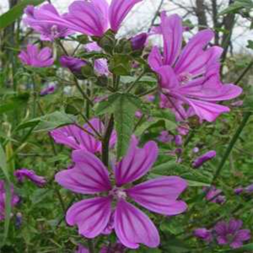 Merlin Hollyhock Flower Seed