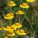 arguerite Daisy Yellow Plants