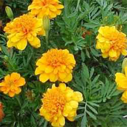 Marigold Sparky Mix