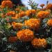 Marigold Orange Flowers