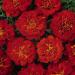 French Marigold Red Flowers
