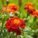 Tagetes Patula Red Flowers