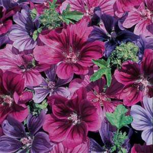 Merlin Hollyhock Flower Seed