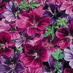 Merlin Hollyhock