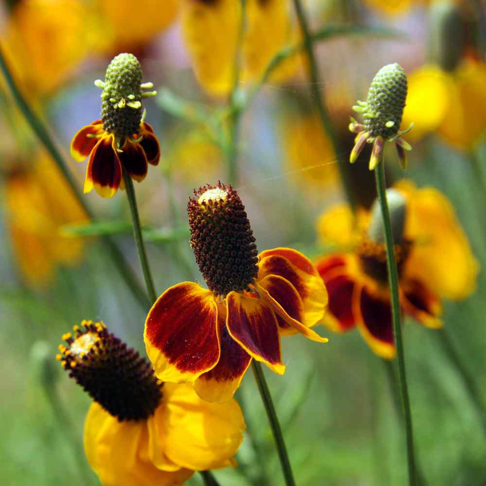 Ratibida Seed - Mexican Hat Flower Seeds