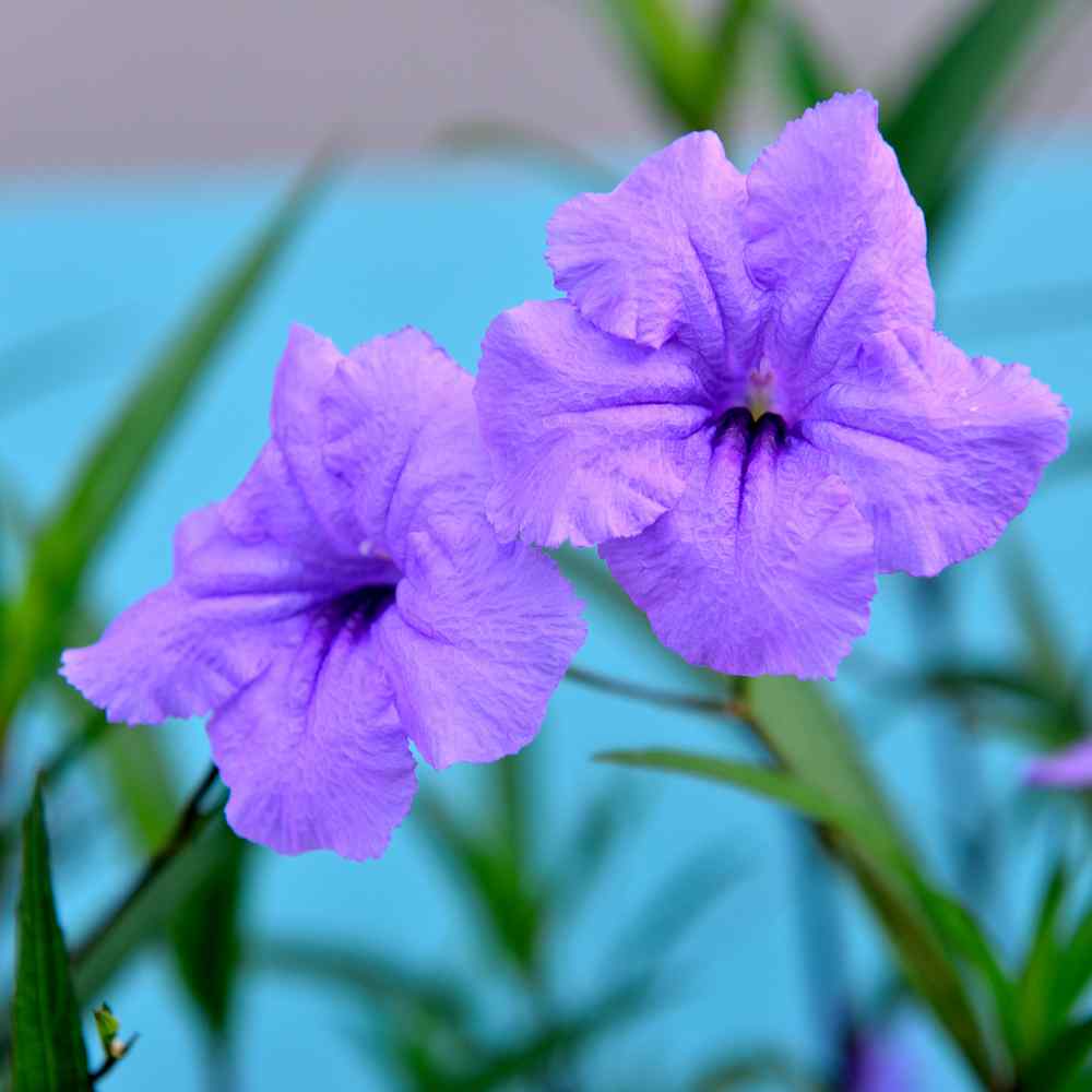 Blue Mexican Petunia Flower Seeds Ruellia Brittoniana Seed
