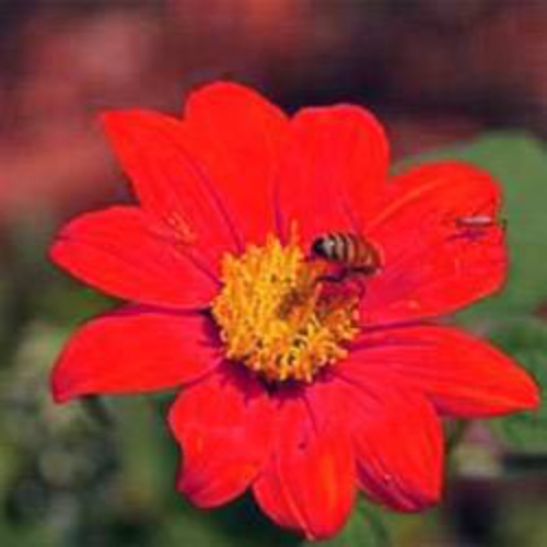 Mexican Sunflower Flower Seed