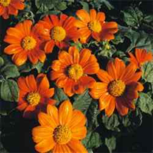 Mexican Sunflower