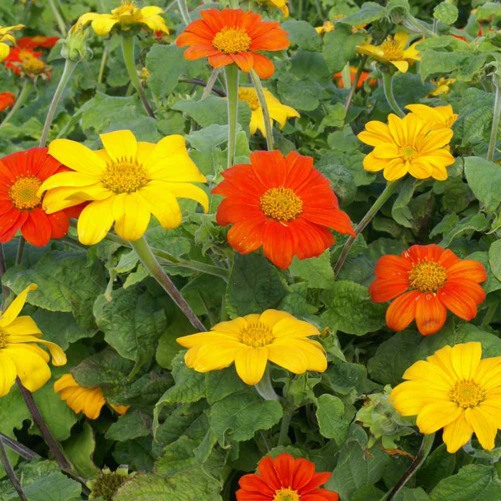 Mexican Sunflower Seed Mix Tithonia Speciosa