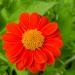 Mexican Sunflower Plants
