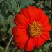Tithonia Red Torch
