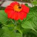 Tithonia Red Flowers