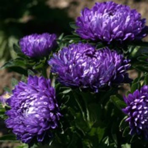 Aster Milady Blue