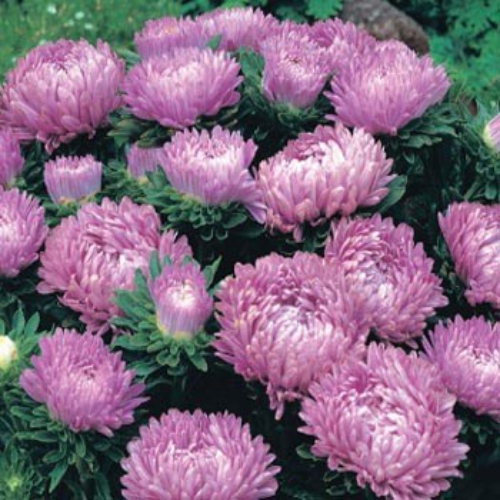 Aster Milady Lilac