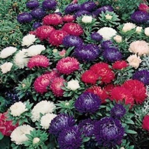 Aster Milady Mix