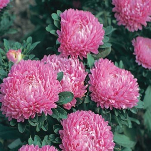 Aster Milady Rose