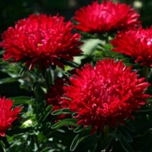 Aster Milady Scarlet