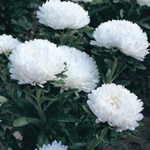 Aster Milady White