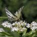 Butterfly Milkweed White