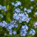 Forget Me Not Blue Flowers