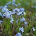 Forget Me Not Blue Wildflowers