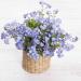 Forget Me Not Flowers In Basket