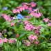 Forget Me Not Rose Flowering Plants