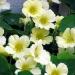 Nasturtium Yeti Flowering Vines