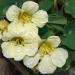 Nasturtium Yeti Flowers