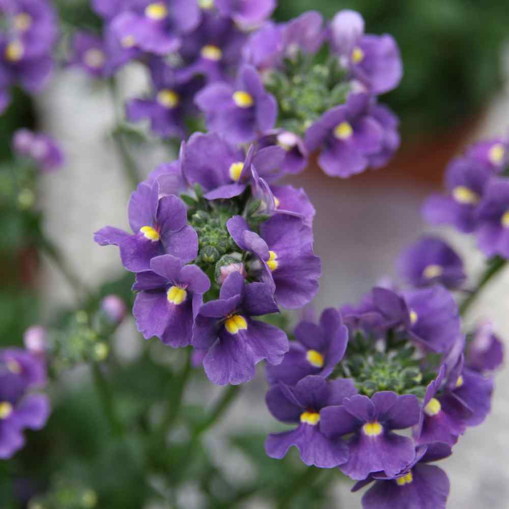 Nemesia Seeds Nemesia Strumosa Blue Gem Flower Seed