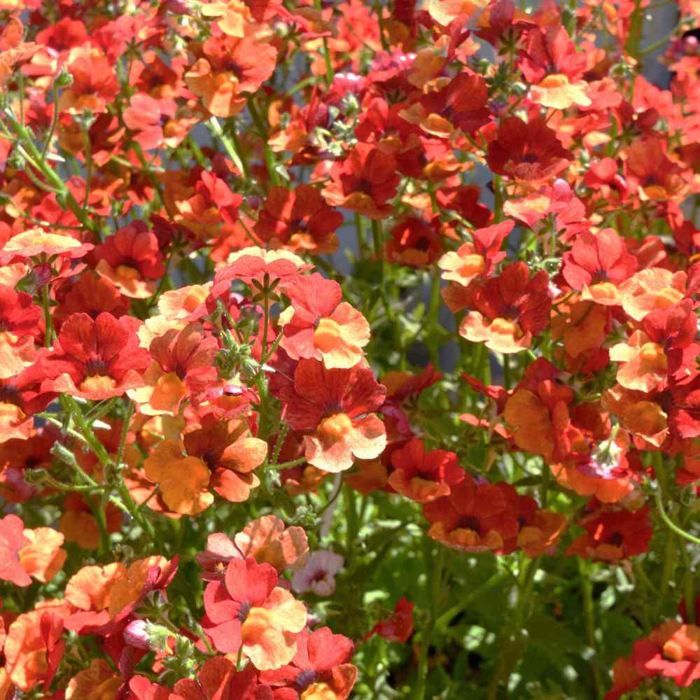 Nemesia Seed Nemesia Strumosa Prince Orange Flower Seeds