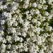 Nemesia White Knight Garden Flowers