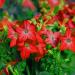 Nicotiana Crimson Bedder Flowers