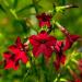 Nicotiana Crimson Bedder Plants
