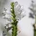 Physostegia Virginiana White Flowers