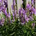 Pink Obedient Plant Flowers