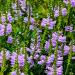 Pink Obedient Plant Flower Seed