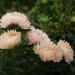 Callistephus Tall Paeony Duchess Pink Flowers