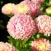 Aster Paeony Pink Flowers