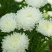 Aster Paeony White Flowers