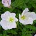 Pale Evening Primrose Wildflower