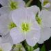 Perennial White Evening Primrose