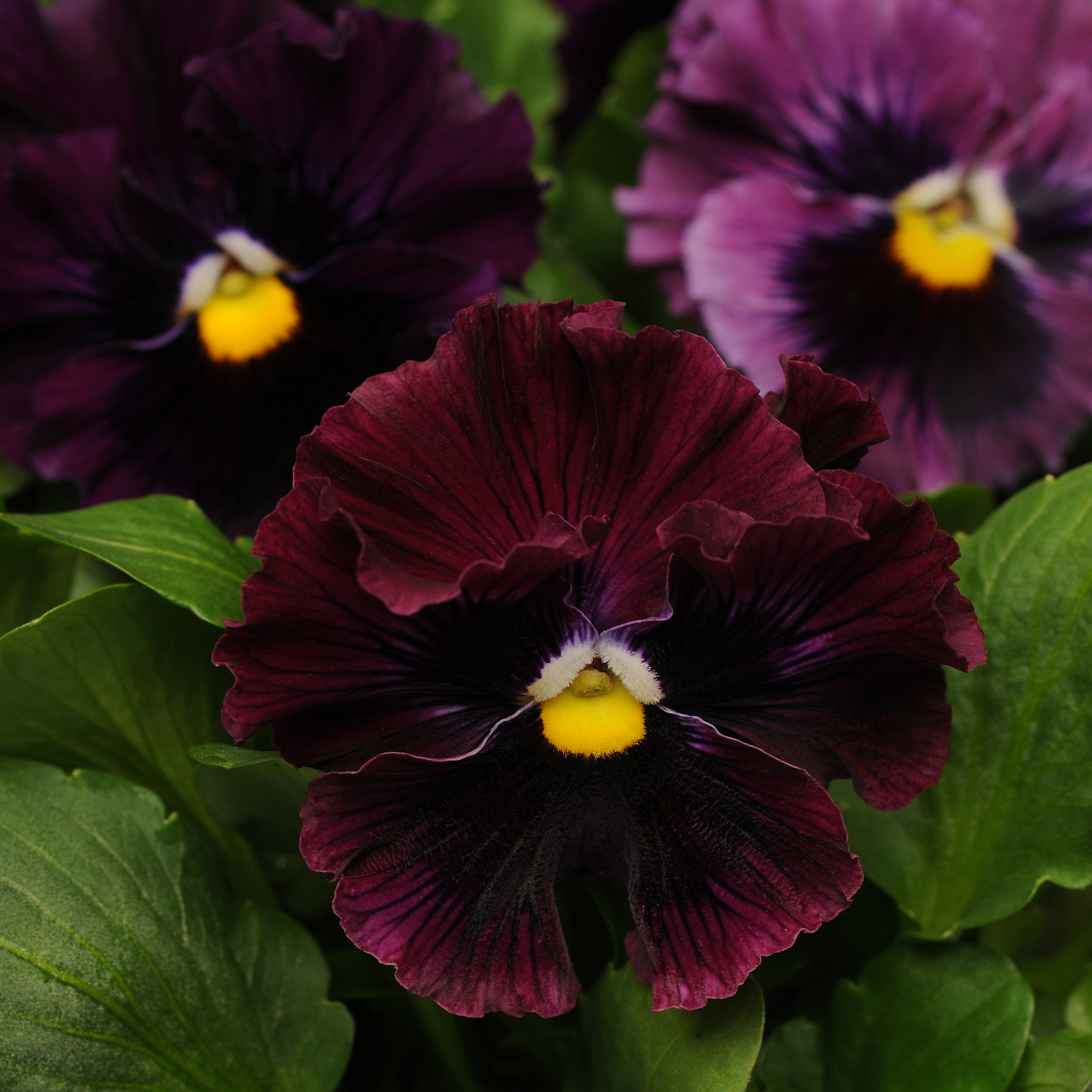 Pansy Frizzle Sizzle Burgundy Flowers