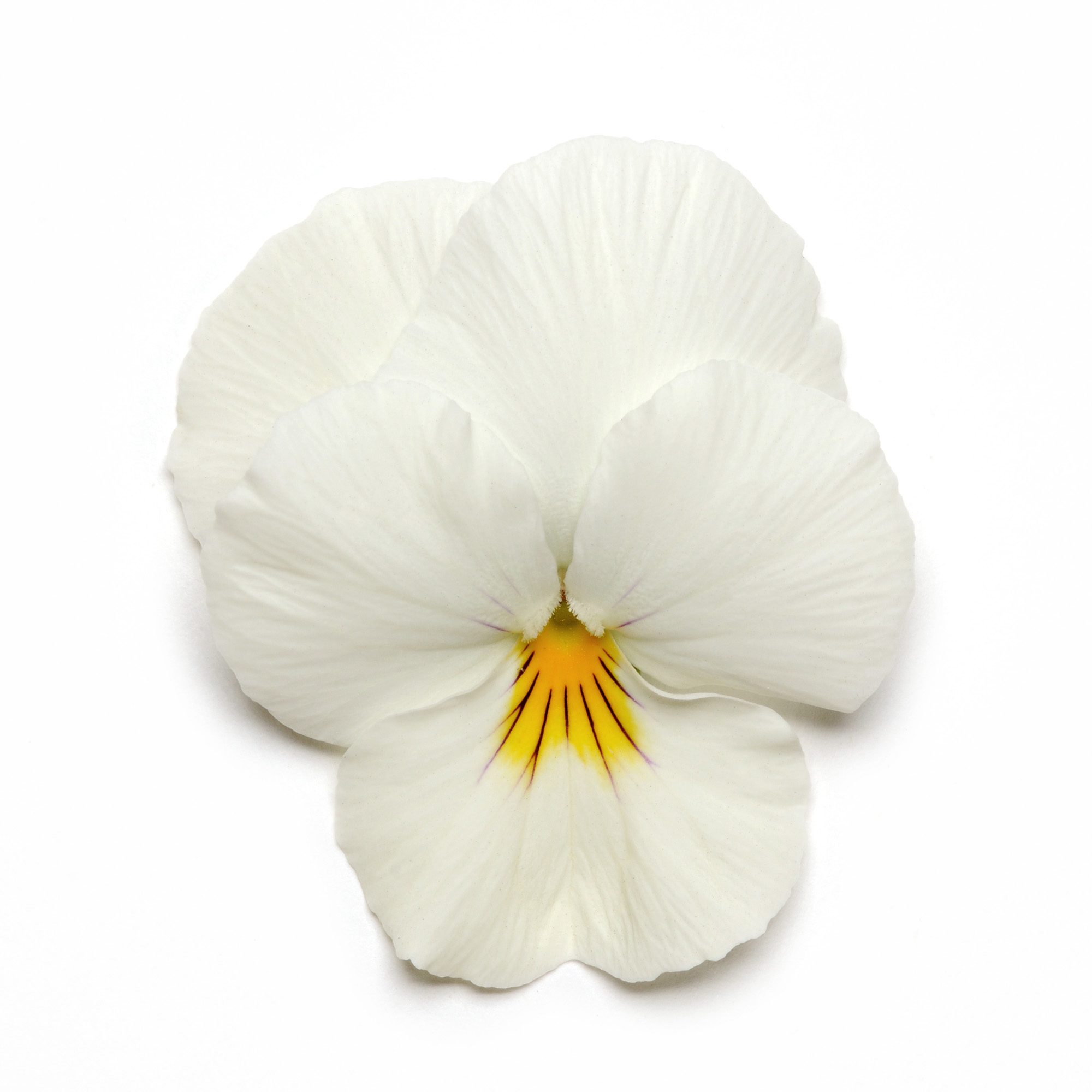 Pansy Cool Wave White Hanging Baskets
